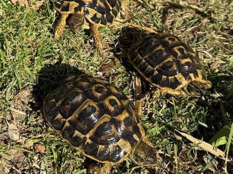tortue de terre 50 34000 Montpellier