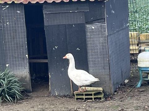 Donne mal oie blanc 0 60620 �tavigny