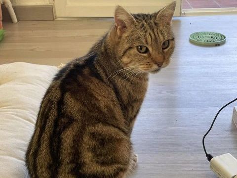 Mirabelle 80 44000 Nantes