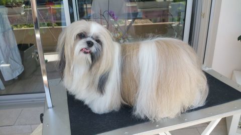 ! Gardiennage chien ou chiot 0 17240 Champagnolles