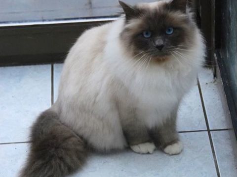 Sacré de Birmanie en retrait d'élevage  blue point 
500 91190 Gif-sur-yvette