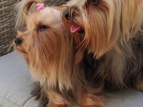 Yorkshire mini male 1500 66440 Torreilles