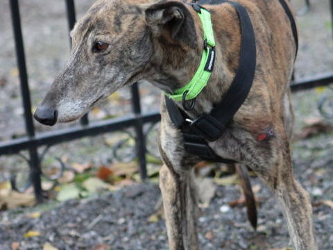 FANDANGO &#128153; Calins et bisous à gogo avec FANDANGO 220 24140 Douville