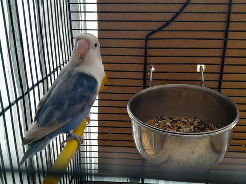 Perruche Inseparable male 30 62100 Calais