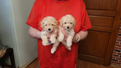 chiot caniche toy ( dispos de suite)
1450 59400 Cambrai