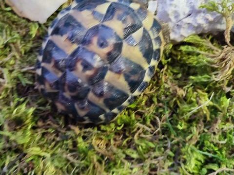 Tortues de terre 80 26700 La garde-adh�mar