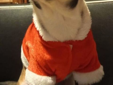 Magnifique petit M&acirc;le Chihuahua LOF 1100 89160 Ancy-le-franc