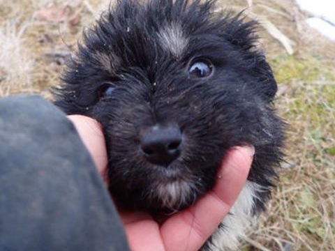 Pichka &agrave; l'adoption 320 69002 Lyon