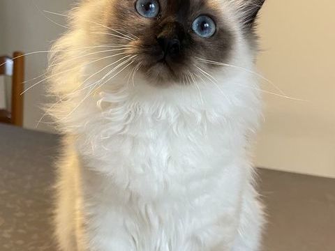 Adorables chatons sacr&eacute;s de Birmanie 1500 38510 Morestel