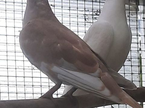 Jeunes tourterelles rieuses 15 01350 Culoz