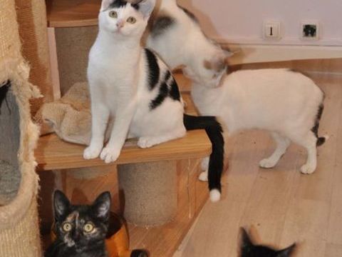 À l'adoption jeunes chats chattes chatons
écaille de tortue 0 89520 Saint-sauveur-en-puisaye