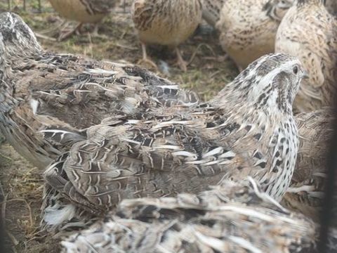 Cailles 26 93160 Noisy-le-grand