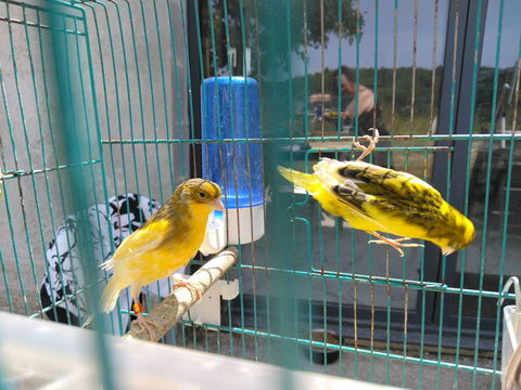 Canaris m&acirc;les ? Sujets de qualit&eacute; 14 44521 Oudon