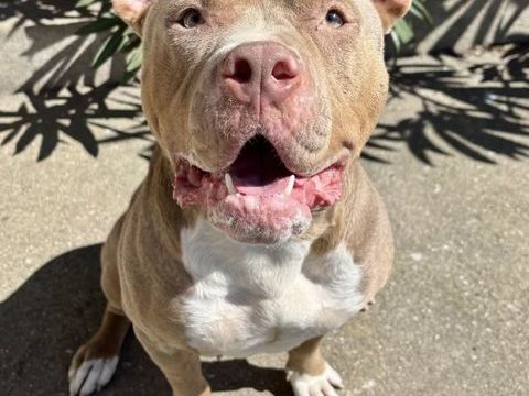 Bonnie, bully, 2 ans 220 34500 B�ziers
