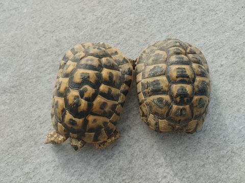 Deux tortues hermann &acirc;g&eacute;e de 8/9 ans 
220 77580 Cr�cy-la-chapelle