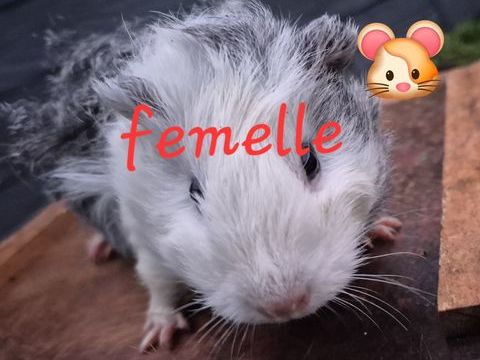 cochons d'inde 
M&acirc;les et femelles 10 72440 Bouloire