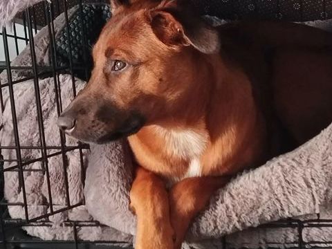 Solo, m&acirc;le crois&eacute; berger, n&eacute; le 17.12.2024 🐶 380 94000 Cr�teil