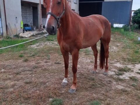  CHEVAL 3000 31530 Montaigut-sur-save