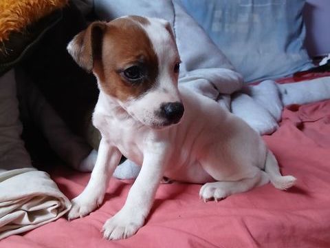 Chiots jack Russel m&acirc;le et femelle 700 62370 Audruicq