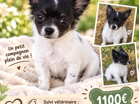 Disponible chihuahua poils longs 1100 22640 Plénée-jugon