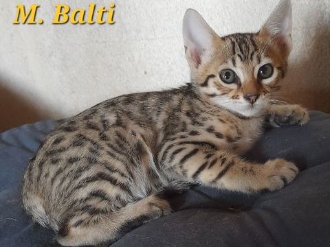 Chatons Savannahs LOOF 1300 13720 Belcodène