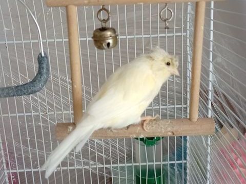 Canari femelle 25 35800 Dinard