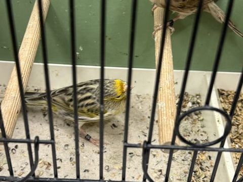 Canaris 50 57430 Sarralbe