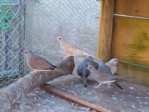 Colombes diamant  20 72320 Lamnay