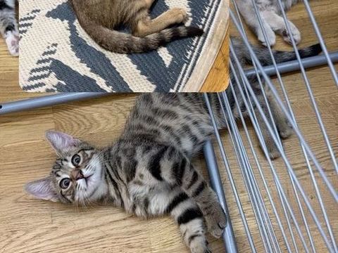 Chaton &agrave; donner par deux 0 92130 Issy-les-moulineaux