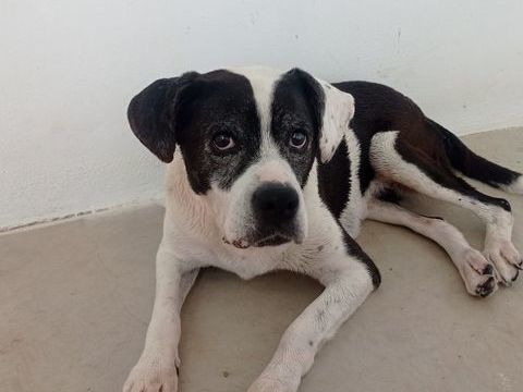 PEPA , don libre , adorable chienne de 13 ans, crois&eacute;e Boxer et Border Collie. 0 24140 Douville