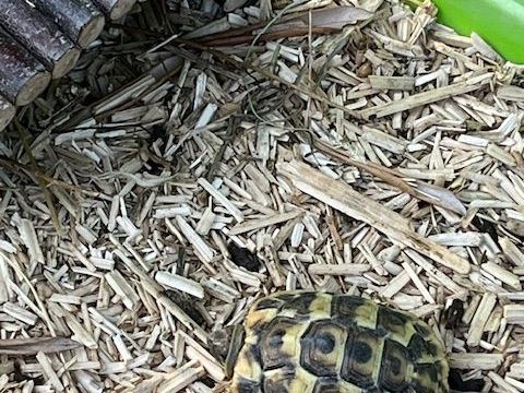 b&eacute;b&eacute; tortue 30 13630 Eyragues