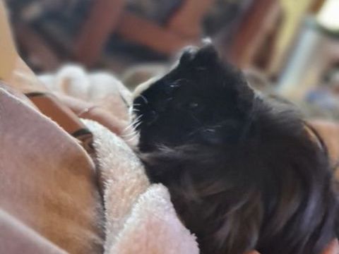 Donne cochons d'Indes males 0 54150 Briey