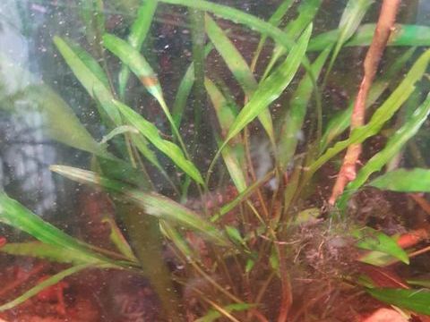 plante aquatique 2 89000 Auxerre