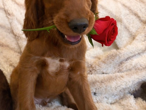 Chiots Setter irlandais LOF 1200 03630 D�sertines