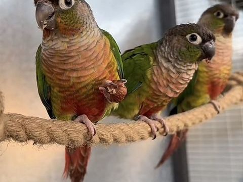 Conure pyrhurra molinae EAM 290 77000 Melun