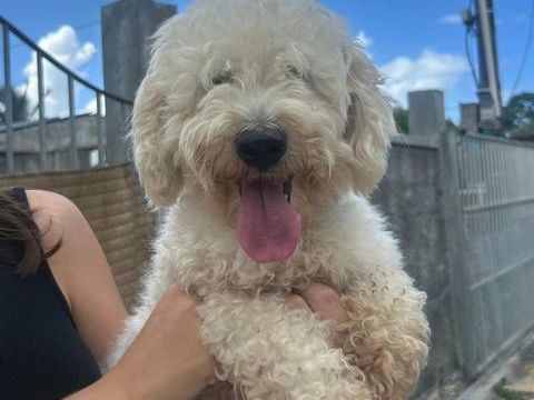 Harry Bichon d'amour 350 14000 Caen