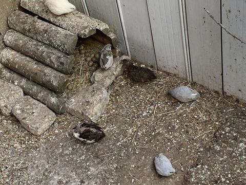 Cailles de chine 12 14400 Bayeux