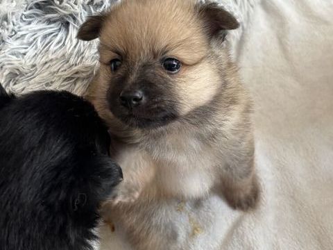 Adorables Chiots Spitz Allemand Moyen 700 84210 Saint-didier