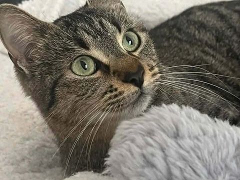 Gaia jeune chatte 1 an tres gentille et caline 140 11000 Carcassonne