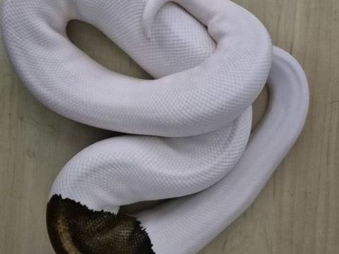 2 Femelles Python regius Black Pastel Piebald 180 62100 Calais