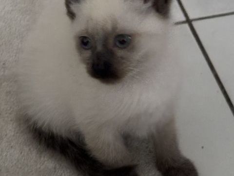 Chaton siamois 750 94200 Ivry-sur-seine