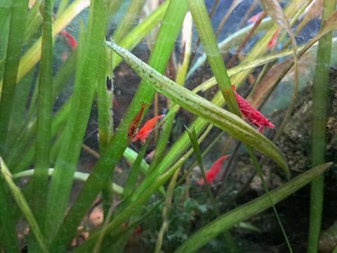 Crevette red cherry 3 83600 Fr�jus