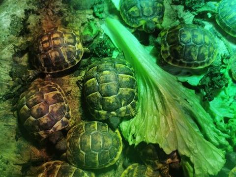 Tortue 50 84140 Montfavet