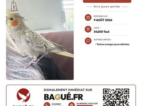 Perdue Calopsitte. 50 54200 Toul