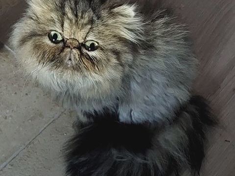 Superbe petite Persane 450 95500 Le thillay