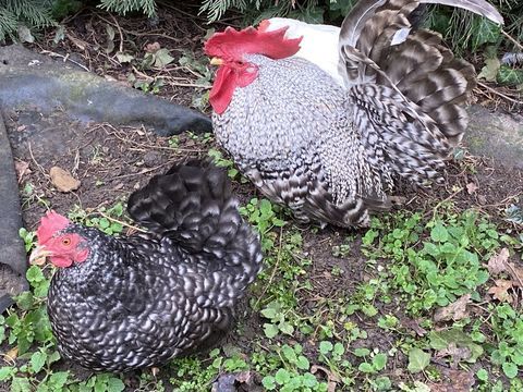 couple poule naine CHABO 20 77111 Soignolles-en-brie