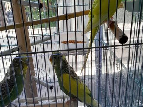 jeune perruche 12 91600 Savigny-sur-orge