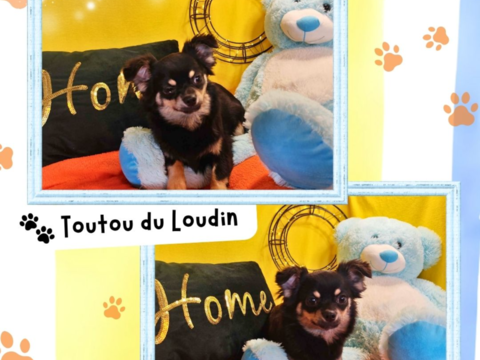Chiot chihuahua femelle poils longs 650 18140 Pr�cy