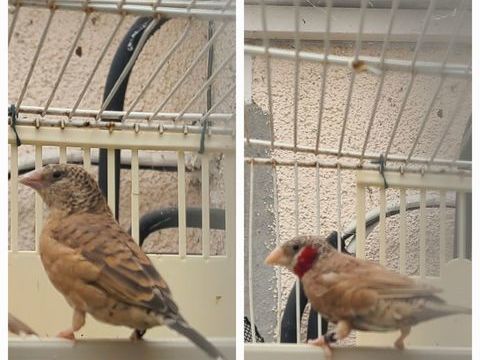 Padda , cou coup&eacute; et mandarins 0 31270 Villeneuve-tolosane