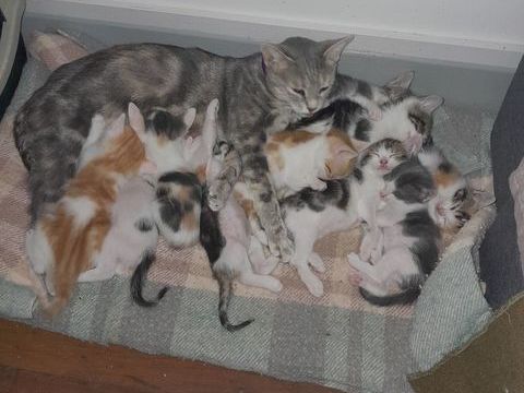 Donne Chatons contre bon traitement 0 51000 Châlons-en-champagne